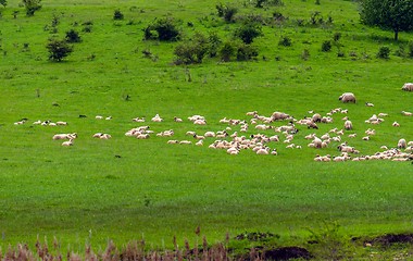 Image showing Herd of sheeps on the fields