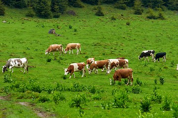 Image showing Some cows at the mountains