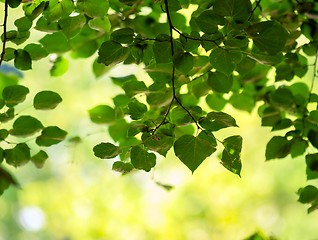 Image showing some fresh green leaves 