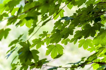 Image showing some fresh green leaves 