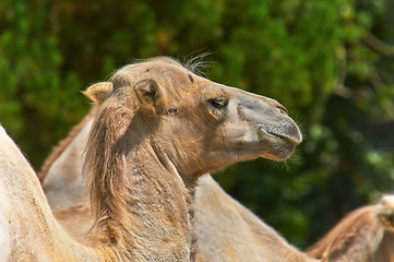 Image showing Funny camel in the zoo closeup photo