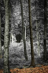 Image showing Photo of some trees in the forest