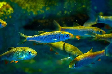 Image showing Small fish in the water