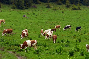 Image showing Some cows at the mountains