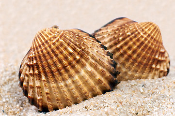 Image showing Sea shell in soft sand