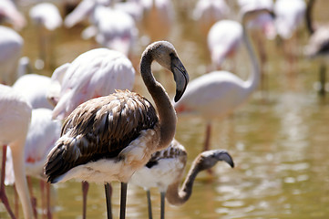 Image showing Flamingo in the swamp