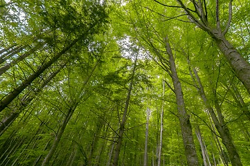 Image showing Photo of some trees in the forest