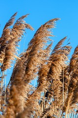 Image showing Reed in the wind