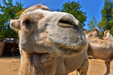 Image showing Funny camel in the zoo