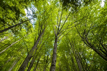 Image showing Photo of some trees in the forest