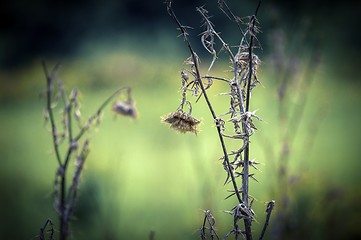 Image showing Dead plant closeup photo