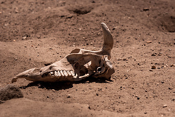 Image showing Remains of a dead animal in the sand