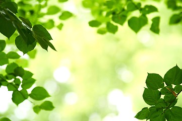 Image showing Closeup photo of some fresh green leaves