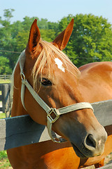 Image showing Horse