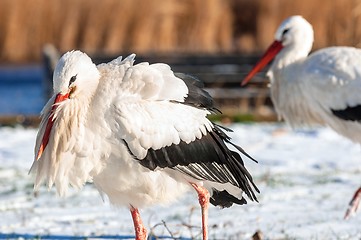 Image showing Stork at winter