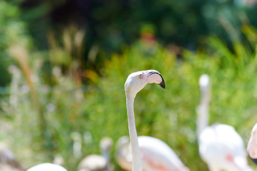 Image showing Flamingo in the swamp