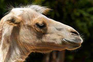 Image showing Funny camel in the zoo