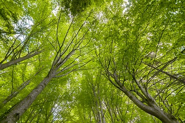 Image showing Trees low angle shot