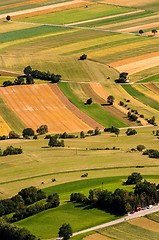 Image showing Green fields aerial view before harvest