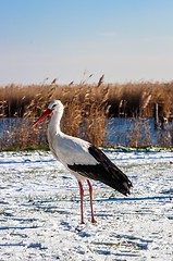 Image showing Stork at winter