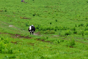 Image showing Some cows at the mountains