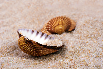 Image showing Sea shell in soft sand