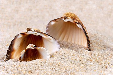 Image showing Sea shell in soft sand