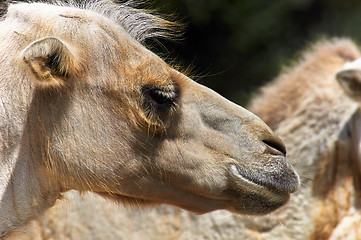 Image showing Funny camel in the zoo closeup photo