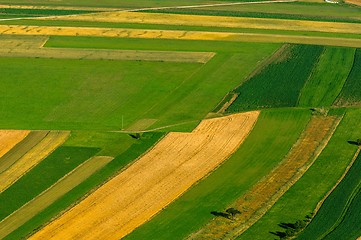 Image showing Green fields aerial view before harvest