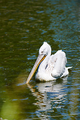 Image showing Bird with big peak on the water