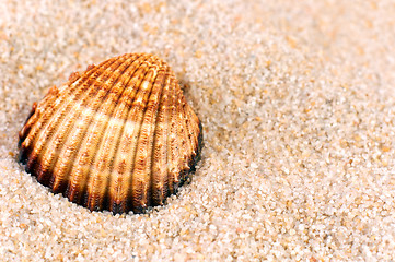 Image showing Sea shell in soft sand