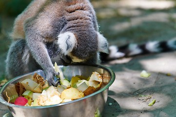 Image showing Monkey eating fruit
