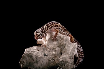 Image showing Leopard gecko