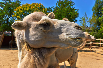 Image showing Funny camel in the zoo closeup photo