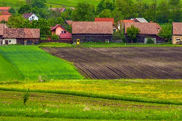 Image showing Green fields with green grass