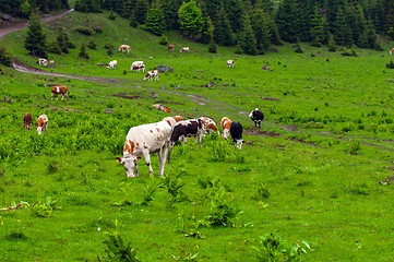 Image showing Some cows at the mountains