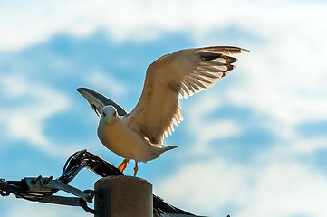 Image showing Seagull on electric tower