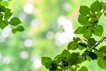 Image showing some fresh green leaves 