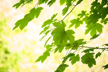 Image showing some fresh green leaves 