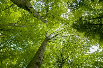 Image showing Photo of some trees in the forest