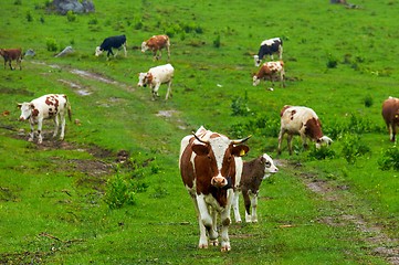 Image showing Some cows at the mountains