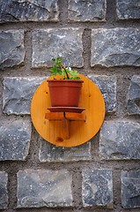 Image showing Little plant on the wall