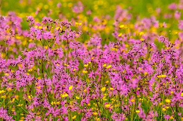 Image showing Beautiful flowers on the field