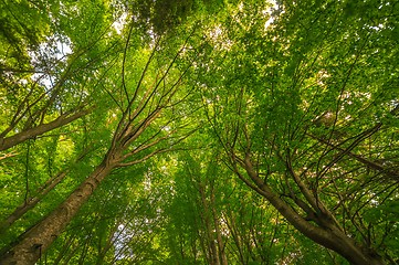 Image showing Photo of some trees in the forest