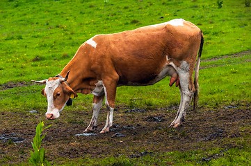 Image showing Some cows at the mountains