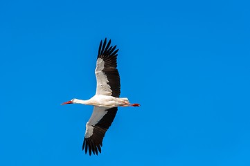 Image showing Stork at winter