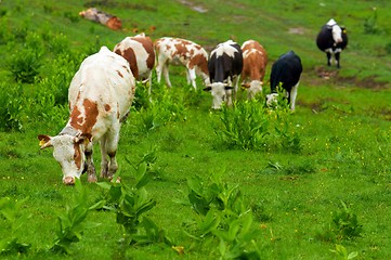 Image showing Some cows at the mountains