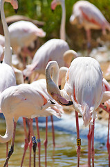 Image showing Flamingo in the swamp