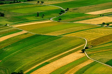 Image showing Green fields aerial view before harvest