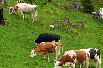 Image showing Some cows at the mountains